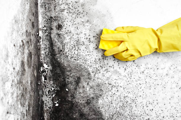 Best Professional Mold Removal  in Lindenwold, NJ